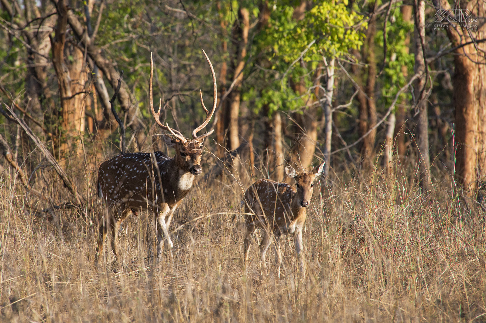 Panna - Axis herten Axis herten (Spotted deer/Chital/Cheetal/Axis axis) zijn de meest voorkomende herten in de Indische nationale parken. Stefan Cruysberghs